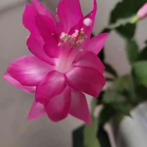 Meet your Posher, Virginia